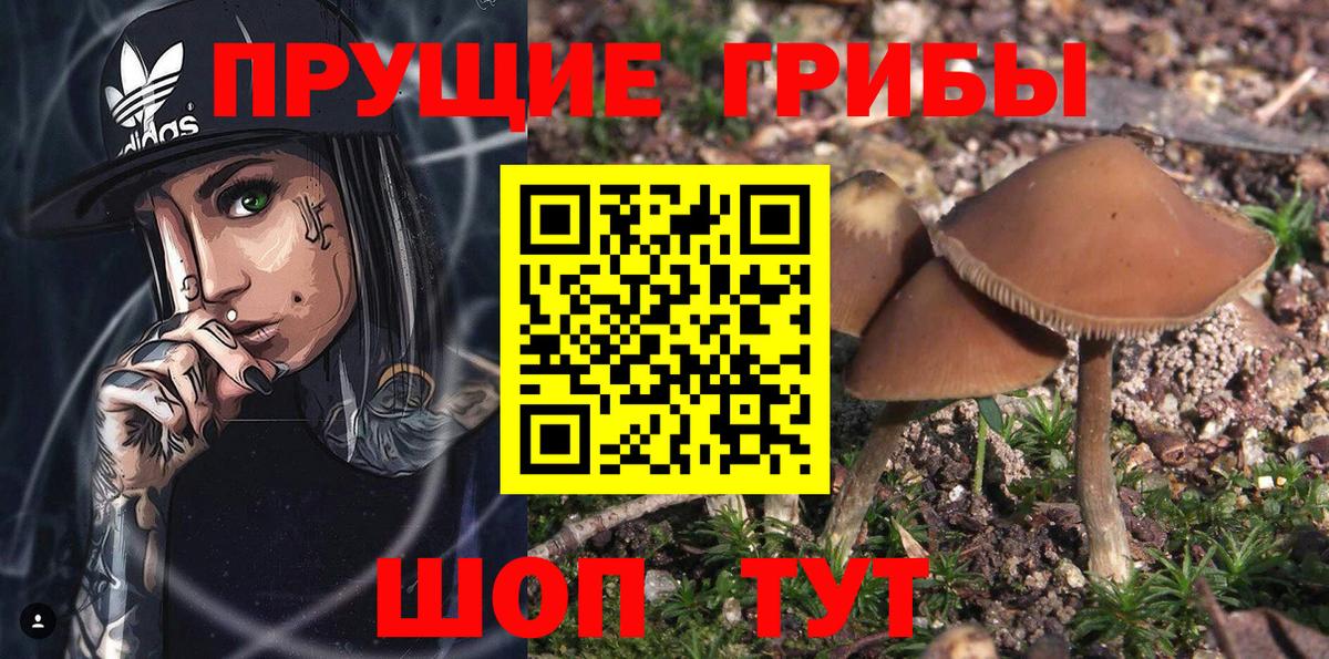 Псилоцибиновые грибы GOLDEN TEACHER  Вход с VPN  Тимашёвск 